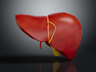 Realistic Human Liver 3D Model Showing Red Tissue And Yellow Vessels On Gray Background 3d model