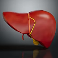 Realistic Human Liver 3D Model Showing Red Tissue And Yellow Vessels On Gray Background
