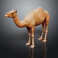 Brown Camel Standing On Black Background With Detailed Texture And Reflection 3d model