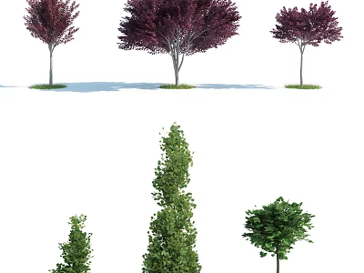 Ornamental Arbor Trees with Purple Green Leaves and Shaped Canopies for Landscape Design 3d model