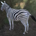 Modern Plain Zebra Animal Creatures 3d model