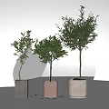 Stylish Bonsai Olive Trees in Decorative Pots for Modern Indoor