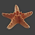 Orange Spiny Textured Starfish Isolated On Gray Background Close Up View Of Marine Aquatic Animal