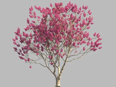 Beautiful Pink Flowering Tree With Dense Pink Blossoms And Slender Branches 3d model