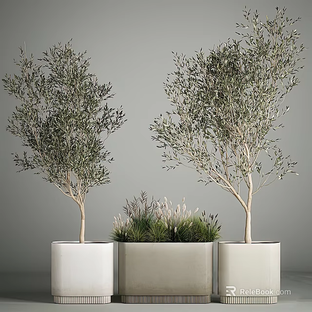 Elegant Olive Bonsai Trees with Small Grass in White Planters for Indoor Decor 3d model 