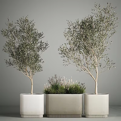 Elegant Olive Bonsai Trees with Small Grass in White Planters for Indoor Decor 3d model