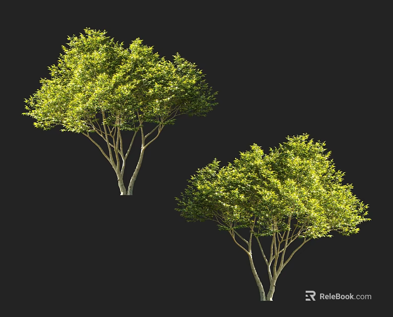 Two Lush Green Arbor Trees with Dense Foliage and Slender Trunks Against Black Background 3d model 