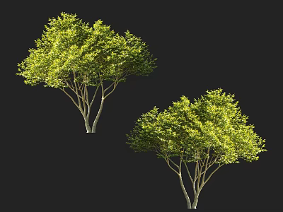 Two Lush Green Arbor Trees with Dense Foliage and Slender Trunks Against Black Background 3d model
