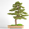 Decorative Bonsai Plant With Green Foliage Brown Trunk In Rectangular Pot And Moss