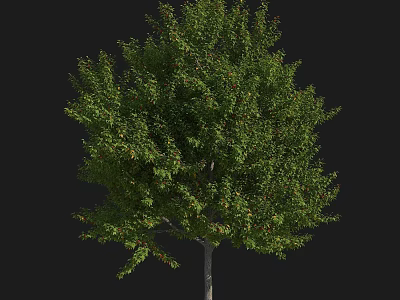 Beautiful Arbor With Lush Green Foliage Strong Straight Trunk And Dense Canopy 3d model