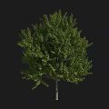 Beautiful Arbor With Lush Green Foliage Strong Straight Trunk And Dense Canopy