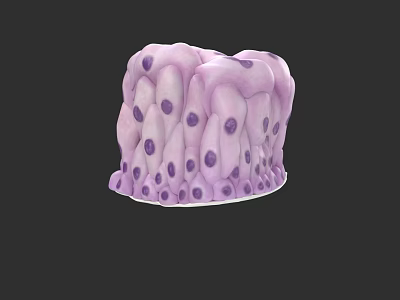 3D Anatomical Structure of Pelvic Organs With Purple Cellular Details Rendering 3d model
