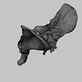 Anatomical Structure Of Light Colored Animal Pelvis Skeleton On Dark Background