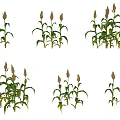 Sorghum Crop Plants with Green Leaves and Mature Spikes in Various Growth Stages