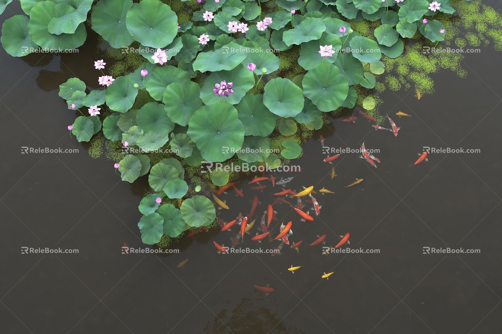 Modern Aquatic Plant Lotus Lotus Koi 3d model