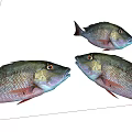 Three Fresh Gray Silver Fish With Red Fins On White Background And Natural Features