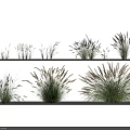Various Herbaceous Plants On Shelves With Slender Leaves And Purple Dark Spikes