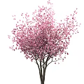 Graceful Flowering Trees with Pink Blossoms Lush Branches and Elegant Natural Form