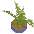 Lush Green Fern Bonsai Plant in Blue Ceramic Pot with Pebble Base