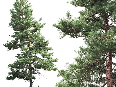 Natural Style Ornament Decoration Set With Pine Tree Design Green Leaves And Wooden Base 3d model