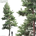 Natural Style Ornament Decoration Set With Pine Tree Design Green Leaves And Wooden Base