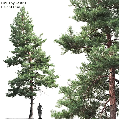 Natural Style Ornament Decoration Set With Pine Tree Design Green Leaves And Wooden Base 3d model