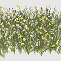Fresh Yellow And White Small Flowers Blooming In Green Grass Field