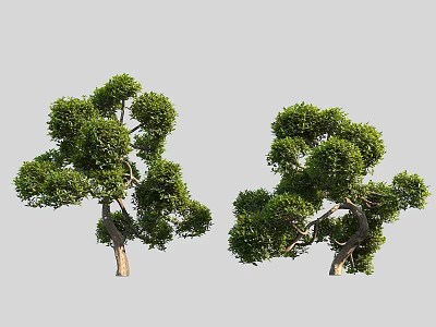 Two Lush Green Arbor Trees With Dense Foliage And Natural Branches 3d model