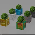 Green Spherical Topiary Plants in Colorful Wooden Boxes for Decorative