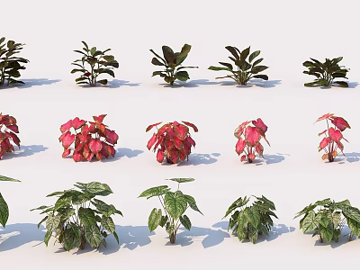 Various Types of Potted Plants with Green and Red Leaves Arranged Neatly 3d model