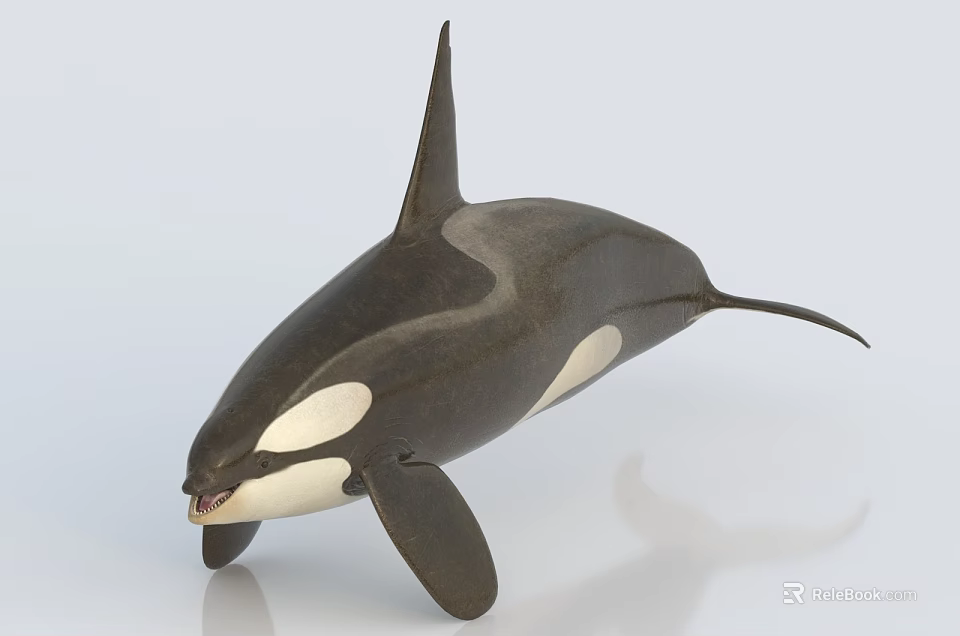 Majestic Orca Aquatic Animal With Black White Coloration Streamlined Body Dorsal Fin And Open Mouth 3d model 