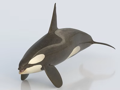 Majestic Orca Aquatic Animal With Black White Coloration Streamlined Body Dorsal Fin And Open Mouth 3d model