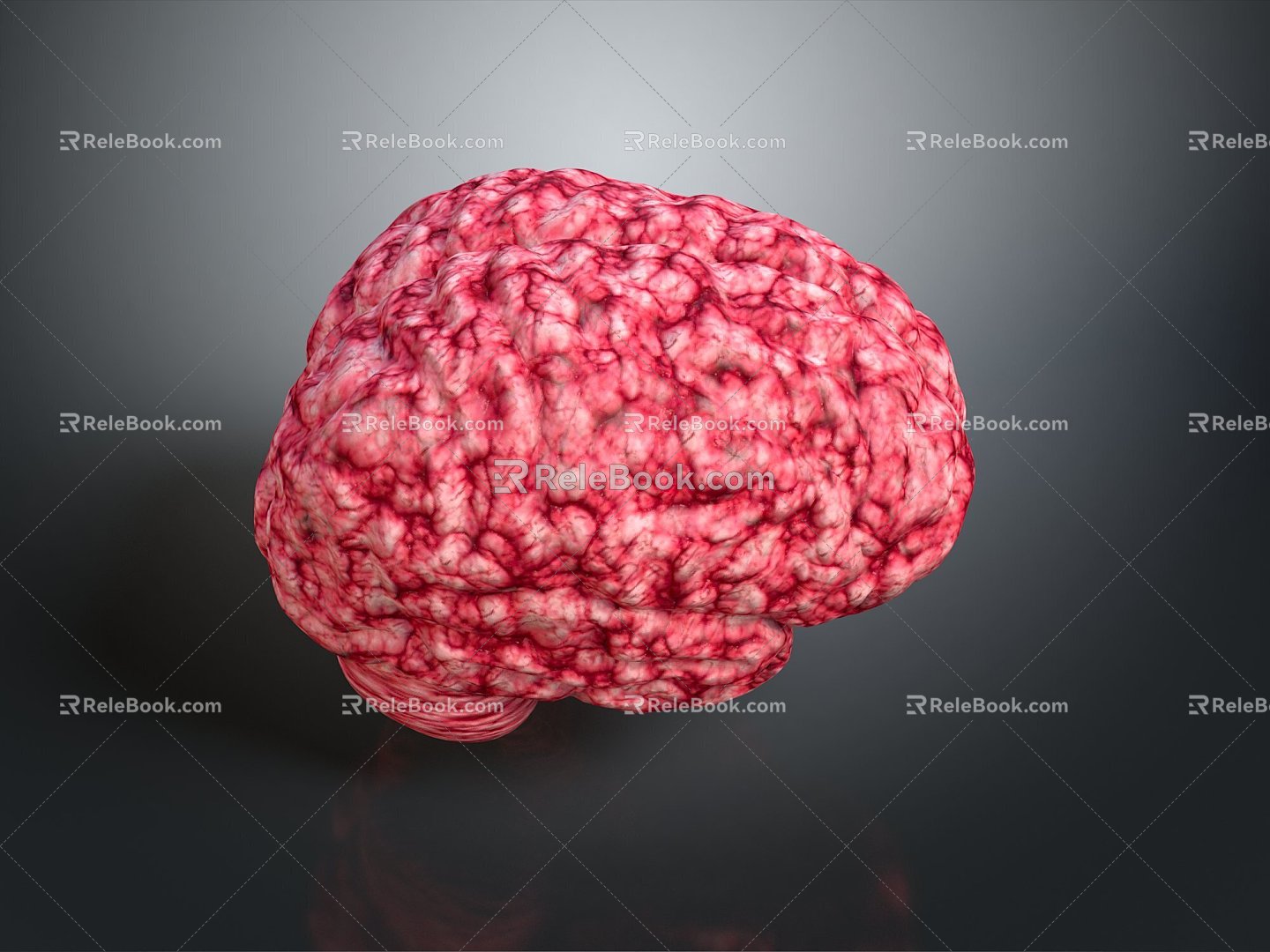 Human Brain Human Brain Brain Structure Head Planer Face Human Head Planer Face Human Brain Planer Face Structure 3d model