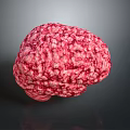 3D Anatomical Brain Model Medical Device with High Quality Realistic Texture