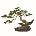 Artistic Bonsai Tree with Curved Trunk Pine Foliage in Boat Shaped Pot on Rock Base