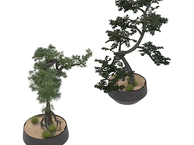Bonsai Trees With Curved Trunks And Green Foliage In Round Planters 3d model
