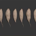 Six Fresh Sweet Potatoes Arranged With Reflections On Dark Background