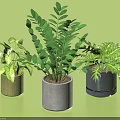 Three Bonsai Potted Plants with Lush Green Leaves in Ceramic Pots Against Green Backdrop
