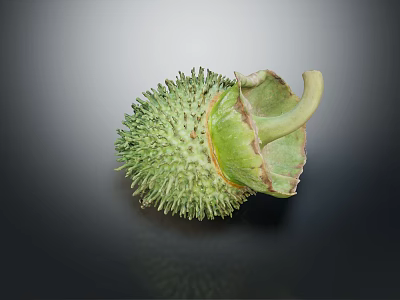 Green Spiky Tropical Plant Fruit with Fresh Green Leaves on Dark Background 3d model