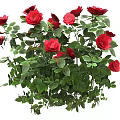 Beautiful Red Roses In Vase With Green Leaves Decorative Flower Arrangement
