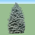 Two Lush Tall Evergreen Trees With Dense Green Foliage And Pyramidal Shape