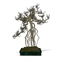 Artistic Bonsai Tree With Intricate Curved Roots And Thin Branches On Dark Base