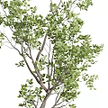 Two Lush Bonsai Trees With Green Leaves And Slender Trunks In Gray Pots