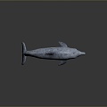 Spotting Dolphin Dolphin Cartoon Dolphin Animation Dolphin Animation Dolphin Animation Character Game Character 3d model