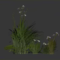 Green Plants with Lush Grass and Small White Flowers in Various Clusters