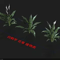 Spathiphyllum Flowers and Plants with White Blooms in Plant Category and Green Leaves
