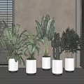 Indoor Potted Plants With Various Greenery In White Pots And Black Bases Near Window Blinds