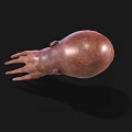 Realistic Brown Squid With Long Tentacles As Marine Aquatic Animal