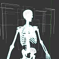 Human Skeletal System Anatomical Structure With Spine Ribs And Limb Bones 3d model