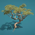 Graceful Tree With Twisted Trunk And Lush Green Leaves On Blue Background